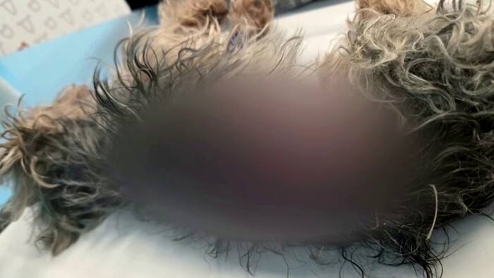 Le pelage frisé gris et fauve d'Ellie, allongée sur un drap blanc