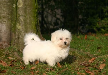 Photo : chien de race Coton de Tuléar sur Woopets