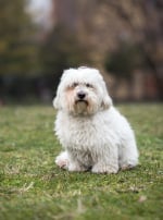 Photo : chien de race Coton de Tuléar sur Woopets