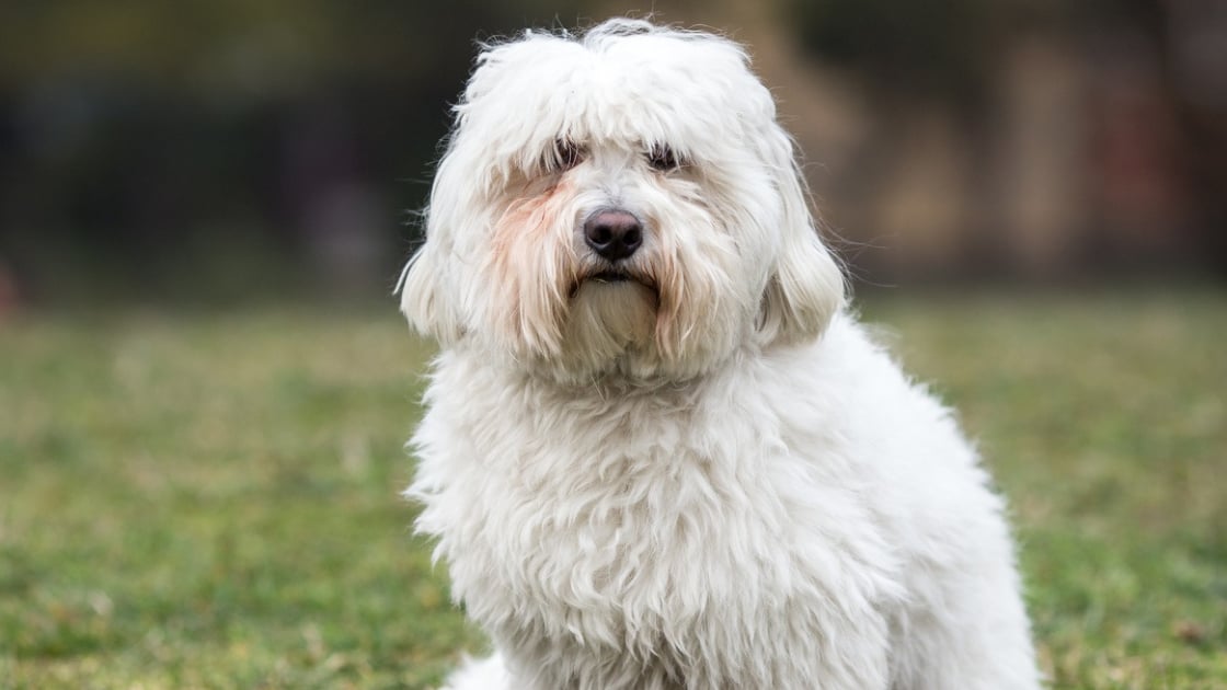 Coton De Tulear Caractere Sante Alimentation Prix Et Entretien