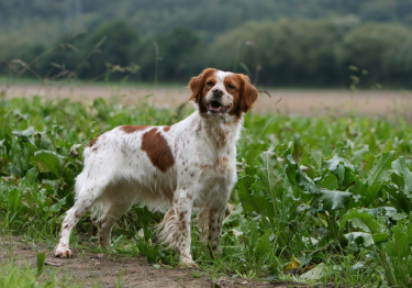 Photo : chien de race Epagneul Breton sur Woopets