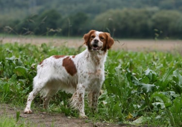 Photo : chien de race Epagneul Breton sur Woopets