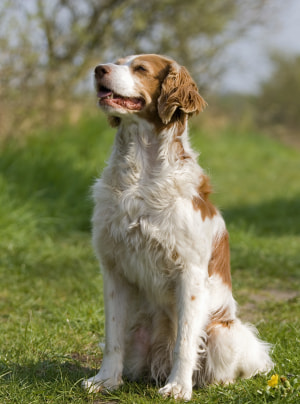 Photo : chien de race Epagneul Breton sur Woopets