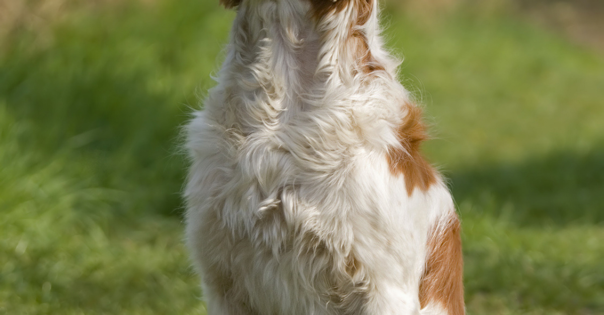 Epagneul Breton Caractère Santé Alimentation Prix Et