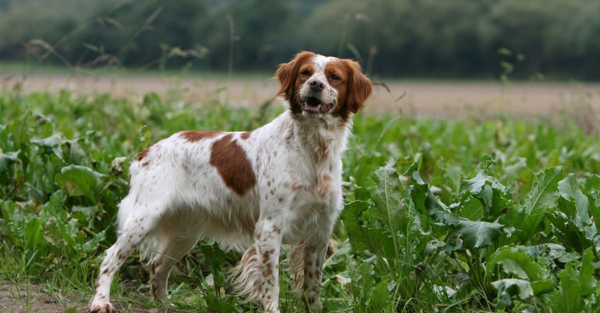 Epagneul breton, Société Centrale Canine