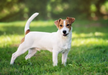 Photo : chien de race Jack Russell Terrier sur Woopets