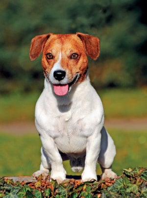 Photo : chien de race Jack Russell Terrier sur Woopets