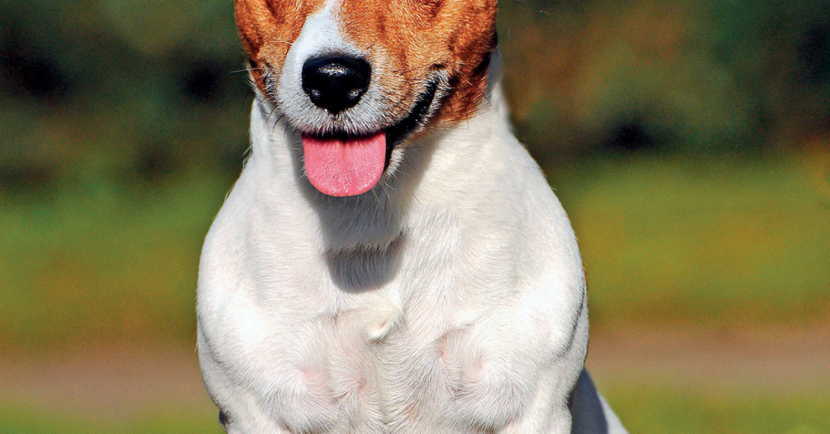Jack Russell Terrier Caractère Santé Alimentation Prix