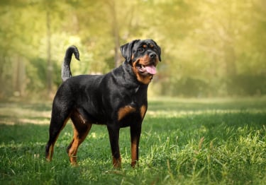 Photo : chien de race Rottweiler sur Woopets