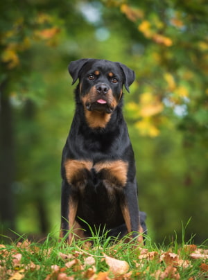 Photo : chien de race Rottweiler sur Woopets