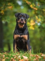 Photo : chien de race Rottweiler sur Woopets