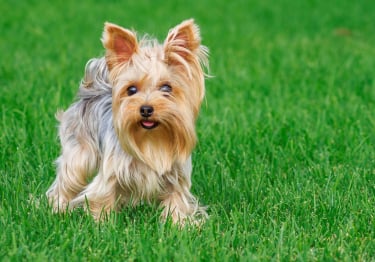 Photo : chien de race Yorkshire Terrier sur Woopets