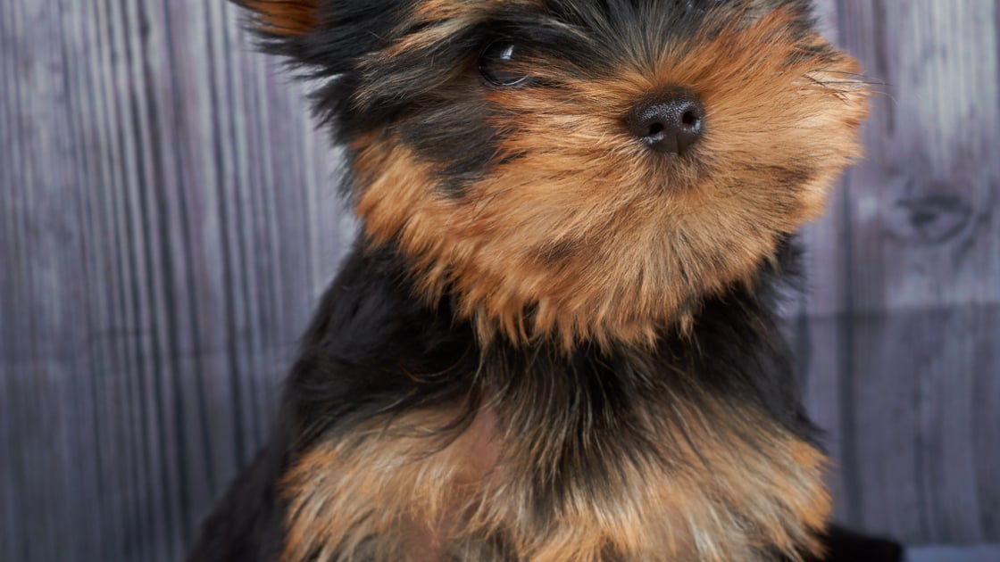 Yorkshire Terrier Caractere Sante Alimentation Prix Et Entretien Yorkshire Terrier Caractere Sante Alimentation Prix Et Entretien