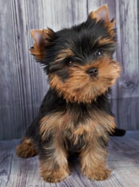 Illustration de la race "Yorkshire Terrier"