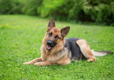 Photo : chien de race Berger Allemand sur Woopets