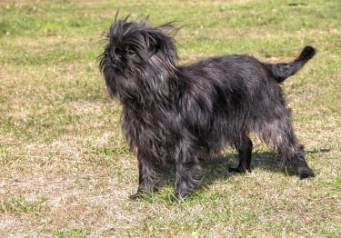 Photo : chien de race Affenpinscher sur Woopets