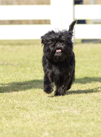 Photo : chien de race Affenpinscher sur Woopets