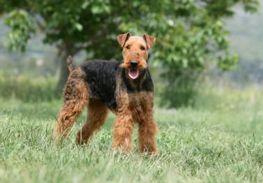 Photo : chien de race Airedale Terrier sur Woopets