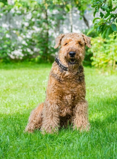 Photo : chien de race Airedale Terrier sur Woopets