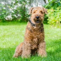 Photo de Airedale Terrier