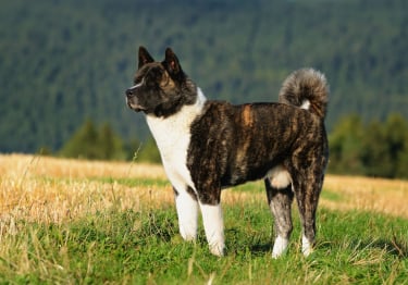 Photo : chien de race Akita Américain sur Woopets