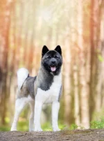 Photo : chien de race Akita Américain sur Woopets