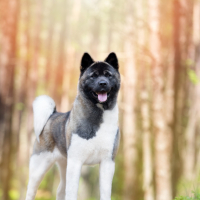 Photo de Akita Américain