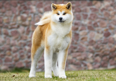 Photo : chien de race Akita Inu sur Woopets