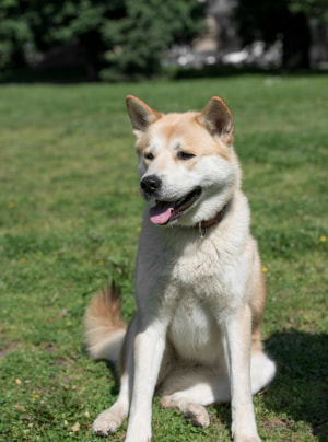 Photo : chien de race Akita Inu sur Woopets