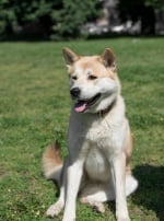 Photo : chien de race Akita Inu sur Woopets