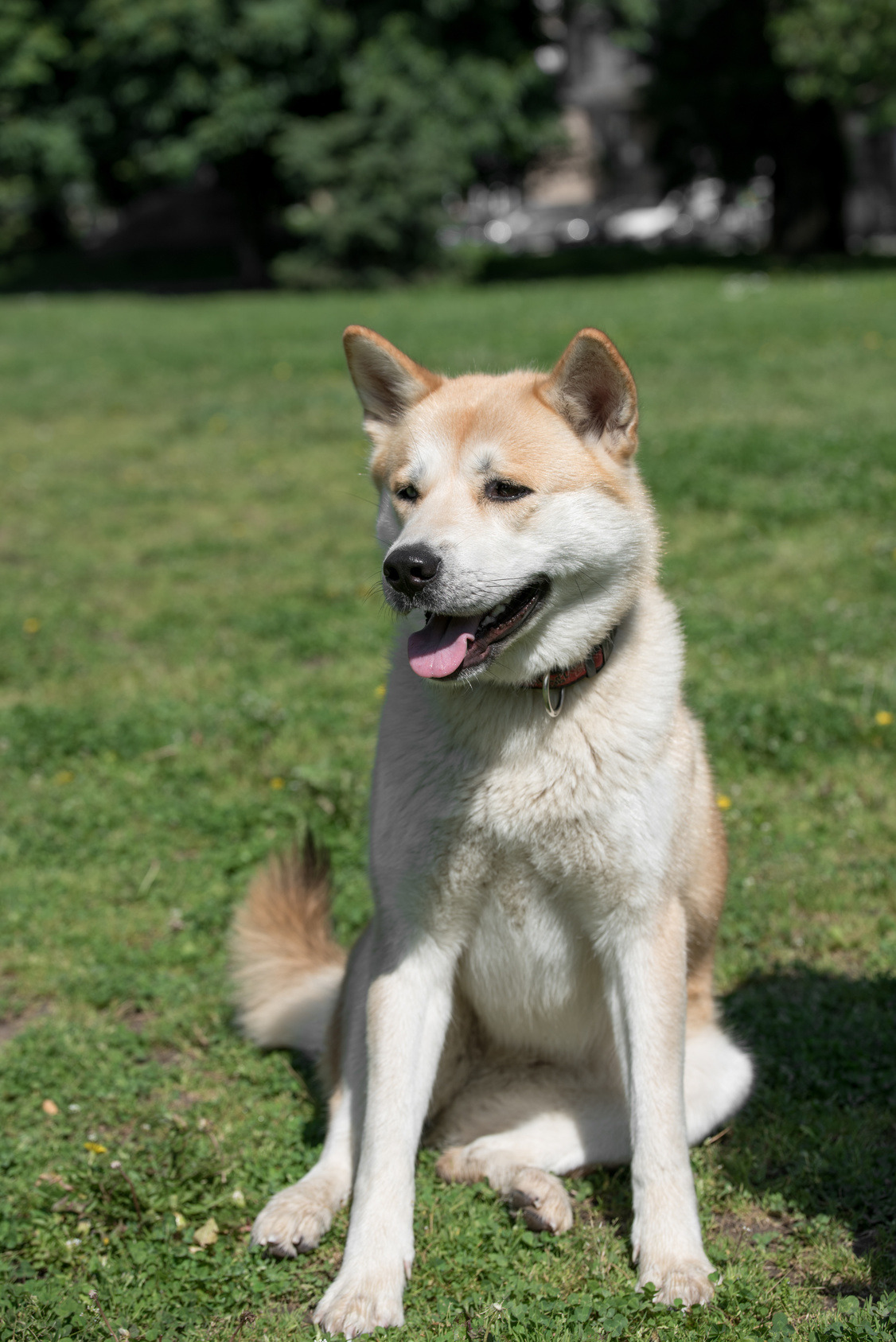 caractère de l’akita inu akita durée de vie Bollbing
