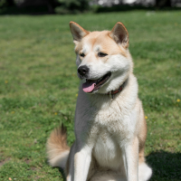 Photo de Akita Inu
