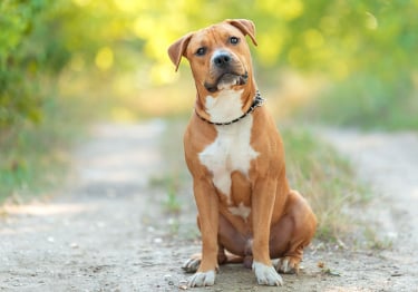 Photo : chien de race American Staffordshire Terrier sur Woopets