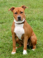 Photo : chien de race American Staffordshire Terrier sur Woopets