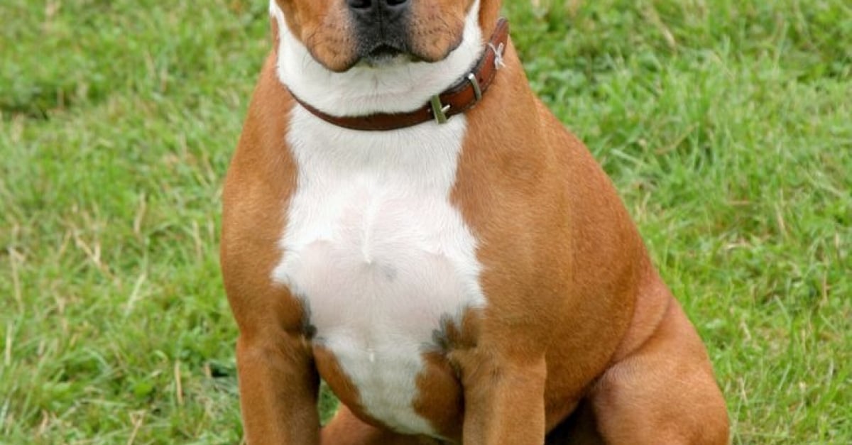 American Staffordshire Terrier Caractère Santé