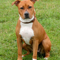 Photo de American Staffordshire Terrier
