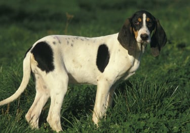 Photo : chien de race Ariégeois sur Woopets