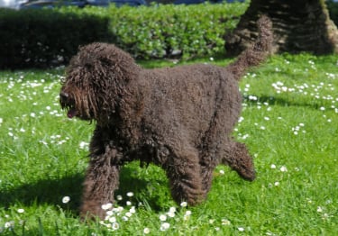 Photo : chien de race Barbet sur Woopets