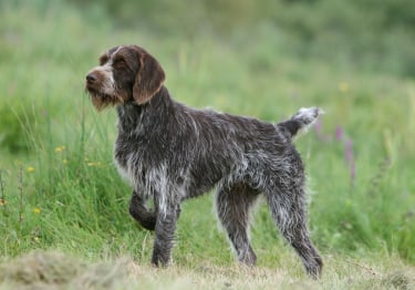 Photo : chien de race Barbu Tchèque sur Woopets