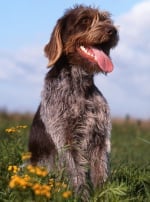 Photo : chien de race Barbu Tchèque sur Woopets