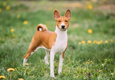 Photo : chien de race Basenji sur Woopets