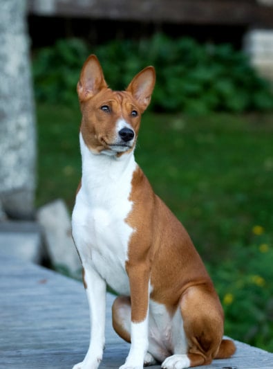 Basenji Caractère Santé Alimentation Prix Et Entretien