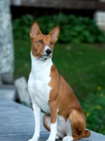 Photo : chien de race Basenji sur Woopets