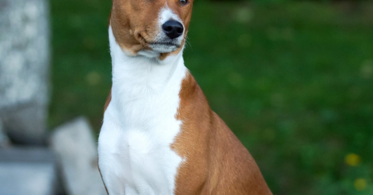 Basenji Caractère Santé Alimentation Prix Et Entretien