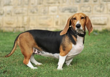 Photo : chien de race Basset Artésien-Normand sur Woopets