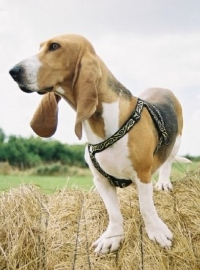 Photo : chien de race Basset Artésien-Normand sur Woopets