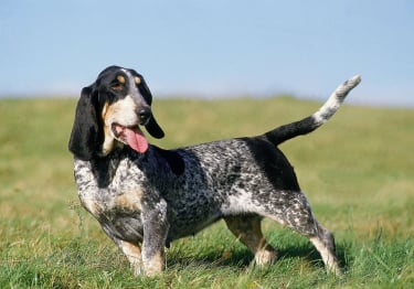 Photo : chien de race Basset Bleu de Gascogne sur Woopets