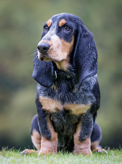 Basset Bleu De Gascogne Caractère Santé Alimentation