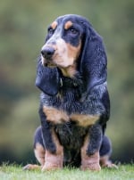 Photo : chien de race Basset Bleu de Gascogne sur Woopets