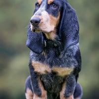 Photo de Basset Bleu de Gascogne